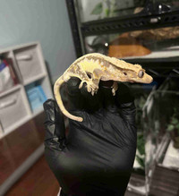 Lily White Crested Gecko