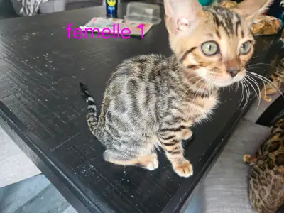 Beaux chatons bengals à rossettes brunes. A vendre, View more