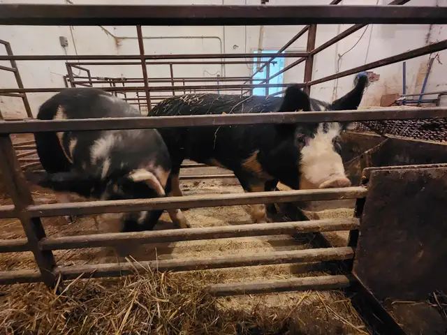 Breeding or Butcher Gilts in Livestock in Saskatoon - Image 4