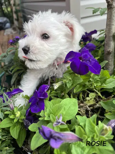 2 - Miniature Schnauzer puppies- Ready July 22nd, View more
