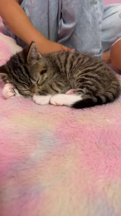 kitten comes with everything, View more