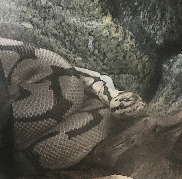 Ball Python Snake/Serpant with/avec Cage! dans Reptiles et amphibiens à adopter  à Ville de Montréal