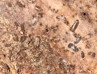 isopods :), View more