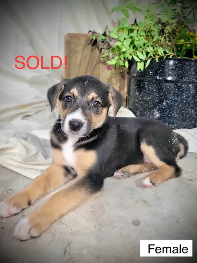 Puppies For Sale in Dogs & Puppies for Rehoming in Stratford - Image 7