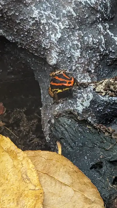 Poison Dart Frogs - Ranitomeya uakarii, View more