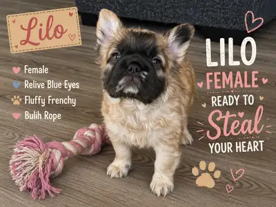 french bulldog puppys - fluffy, View more