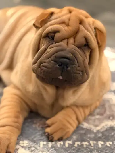 Chinese Shar Pei puppies, View more