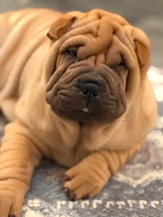 Chinese Shar Pei puppies in Dogs & Puppies for Rehoming in St. Catharines - Image 2