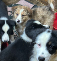 Border collie /australian shepherd puppiesPuppies