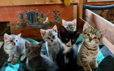 Chatons d’écurie. Garçon et fille!