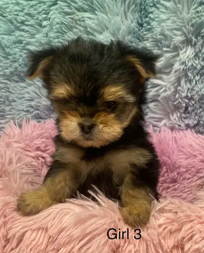 Puppies for sale, View more