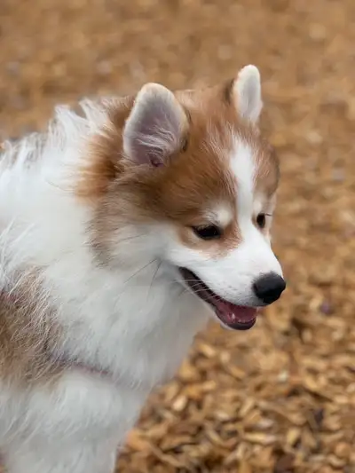 $995.00 POMSKY PUPPIES F1 B, FATHERS DAY SPECIAL, View more