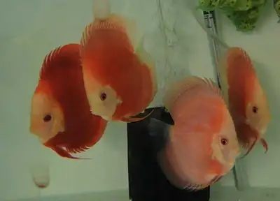 large discus for sale, View more