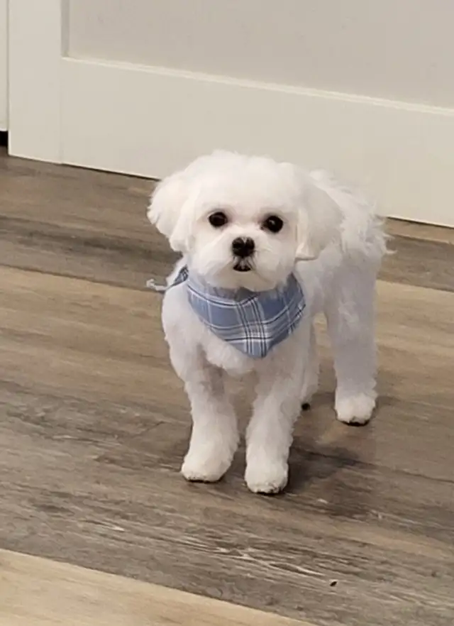 ❤️Gorgeous Toy Maltipoo Puppies One left ❤️ in Dogs & Puppies for Rehoming in Chilliwack - Image 7