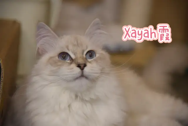 Pedigree Siberian Kittens in Cats & Kittens for Rehoming in Delta/Surrey/Langley - Image 4
