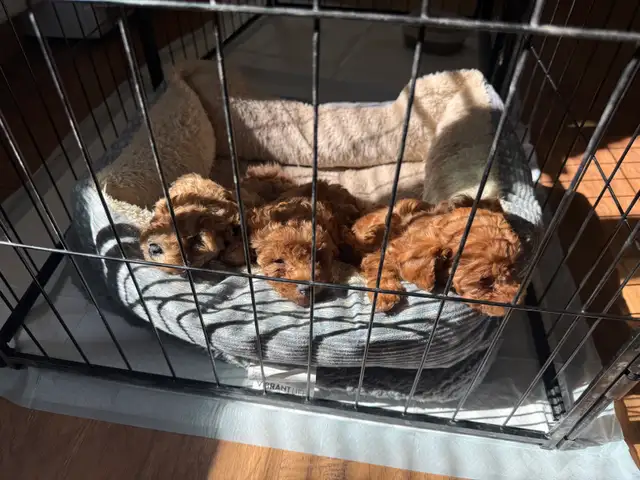 toy poodles  in Dogs & Puppies for Rehoming in Whitehorse - Image 3