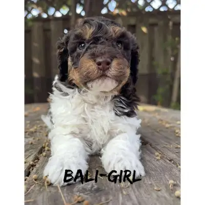 Micro Bernedoodles 15lb fully grown, View more