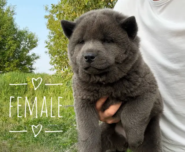 all sold -Adorable Chow Chow puppies ready to go! in Dogs & Puppies for Rehoming in City of Toronto - Image 6
