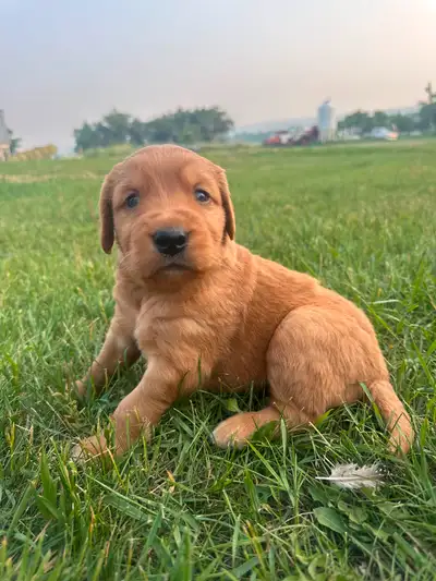 Golden Retriever X Bernedoodles Puppies for sale!, View more