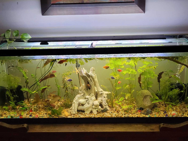Aquarium plants and fish packages! in Fish for Rehoming in Trenton - Image 2