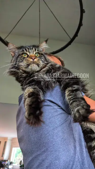 maine coon kittens, View more