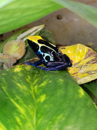 Cobalt dart frogs