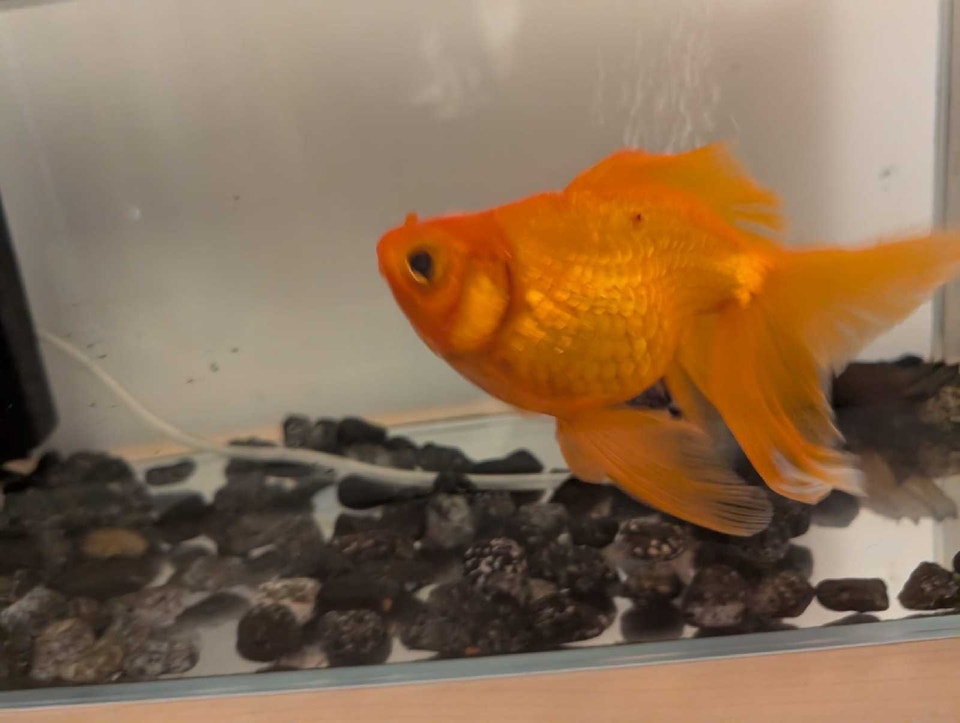 Poisson / Fish | Fish for Rehoming | City of Montréal | Free local ...