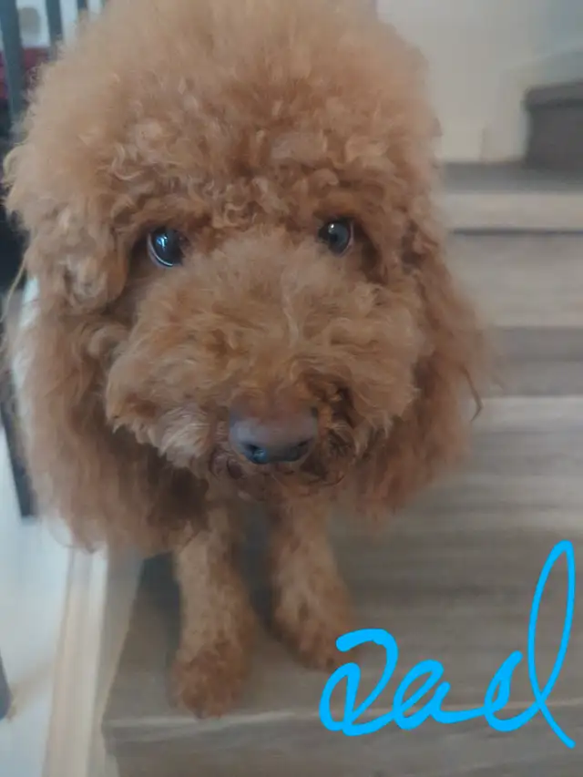 Adorable small miniature poodle puppies in Dogs & Puppies for Rehoming in City of Toronto - Image 10