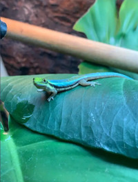 Phelsuma Klemmeri (Neon day gecko)