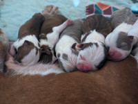 Boston Terrier puppies have arrived!