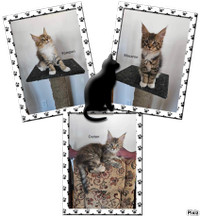3 Chatons femelles Mainecoon