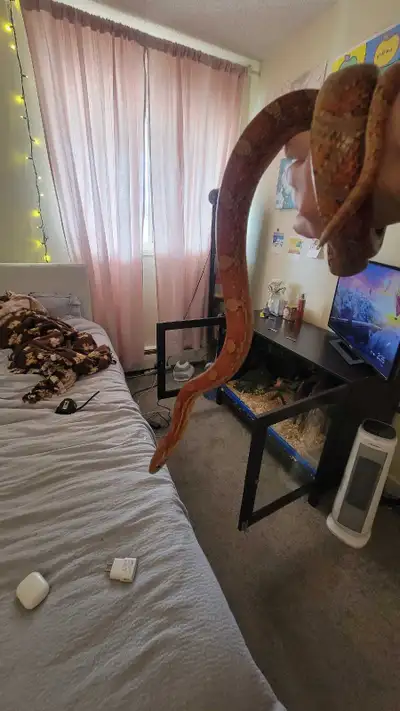 female corn snake, View more
