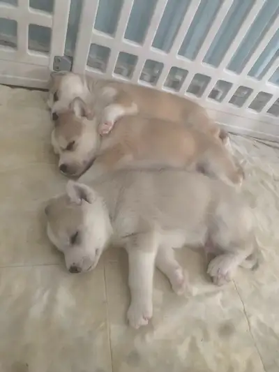 Husky Puppies For Sale!, View more