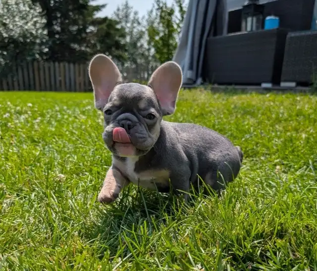 Bouledogue Français Chiots in Dogs & Puppies for Rehoming in Lanaudière - Image 4