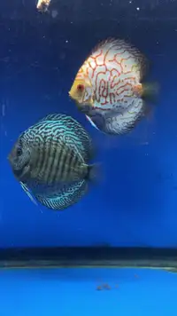 5.5-6" Discus for Sale