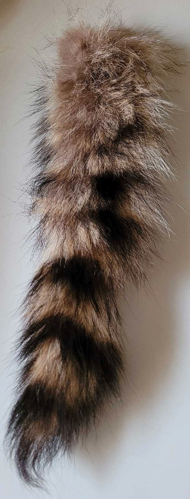 Natural Raccoon Tail Handbag Tag or Keychain  in Arts & Collectibles in Oshawa / Durham Region - Image 2