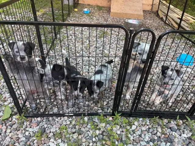blue heeler puppies in Dogs & Puppies for Rehoming in Gatineau - Image 5