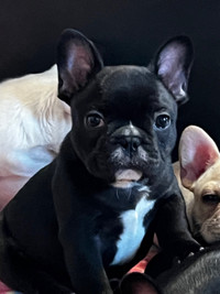 CKC Registered Brindle and white male French Bulldog