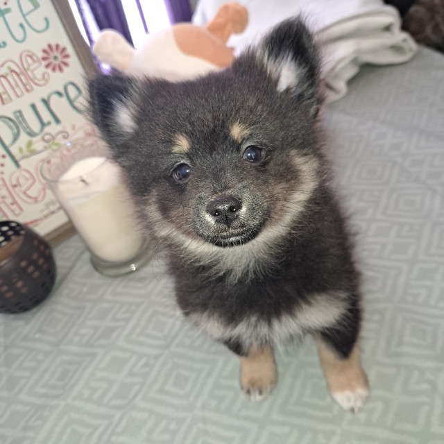 2 Pomeranian boys in Dogs & Puppies for Rehoming in North Bay