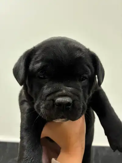 Puppy for sale, View more