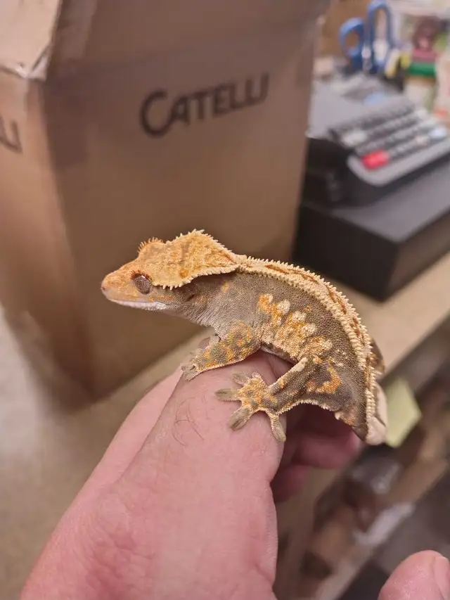 baby crested gecko in Reptiles & Amphibians for Rehoming in Kawartha Lakes - Image 4