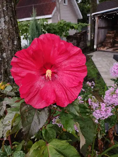 femme de ménage, View more