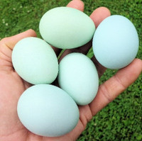 WANTED: Ameraucana Silkie crossed hatching eggs