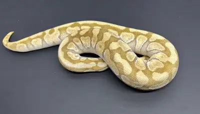 Female Lesser Enchi Spotnose HET Clown eating F/T- looking to fly! Take a look at our other listings...