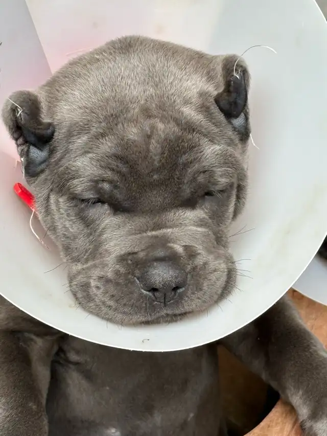 5 big beautiful males, Purebred Cane Corso in Dogs & Puppies for Rehoming in Oshawa / Durham Region - Image 9