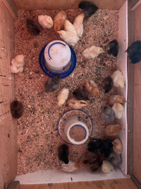 Assorted Chicks