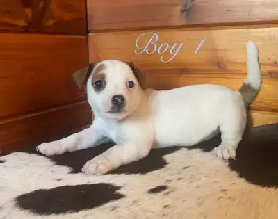Absolutely beautiful litter of purebred Jack Russell puppies ready to go to their new homes mid Augu...