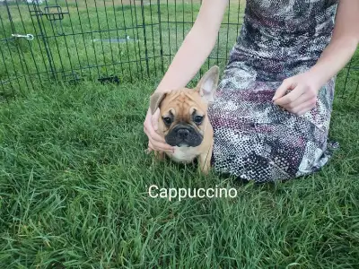 French Bulldog Pups, View more