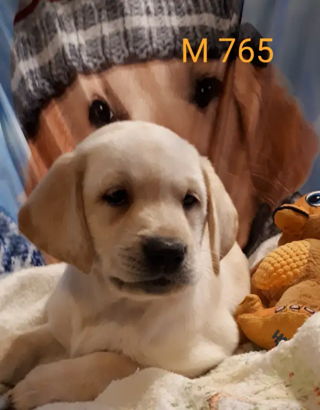 CKC Reg LAB RETRIEVER PUPS, Purebred   Yellow and Black in Dogs & Puppies for Rehoming in Markham / York Region - Image 8