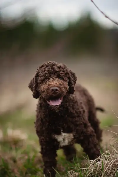 Rare Italian puppies Lagotto Romagnolo available, View more